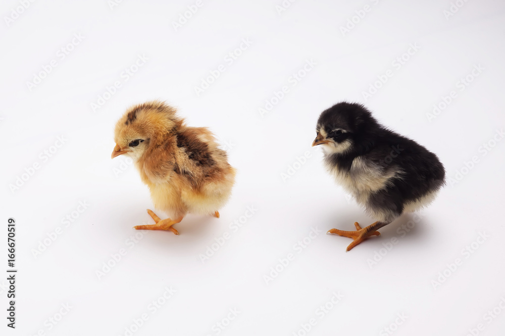 Fototapeta premium chicken on white