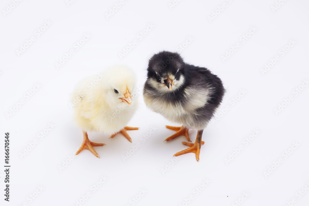 Fototapeta premium chicken on white