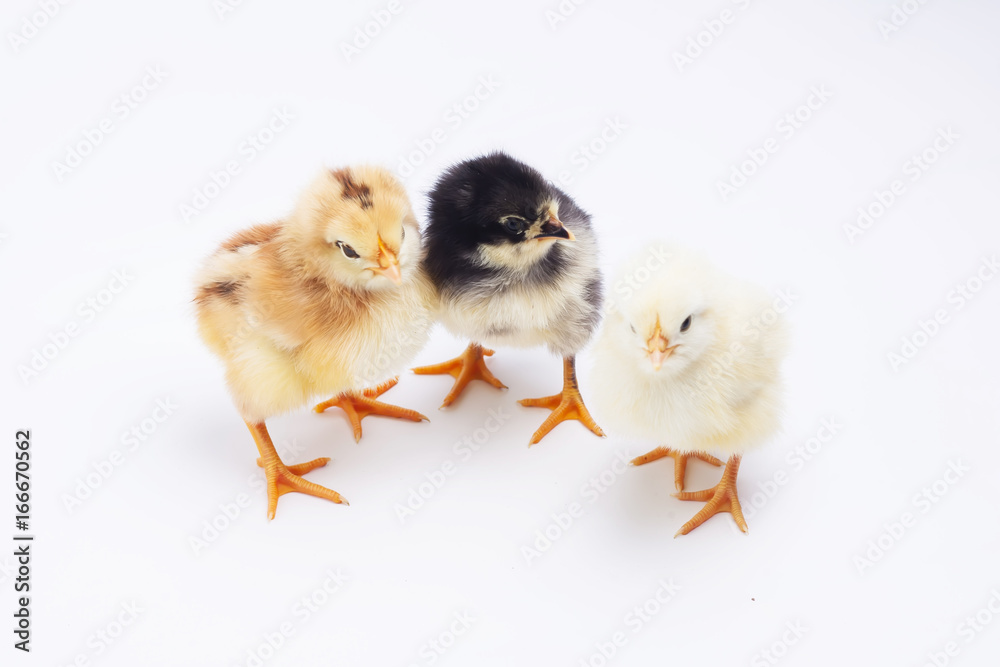 chicken on white chicken on white