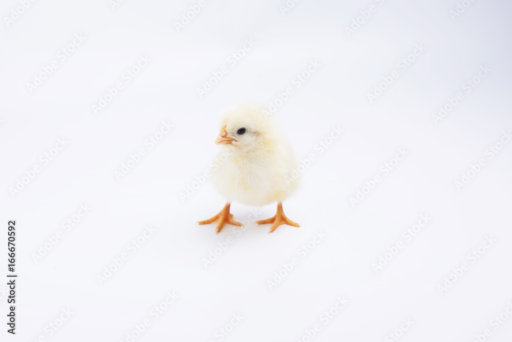chicken on white chicken on white