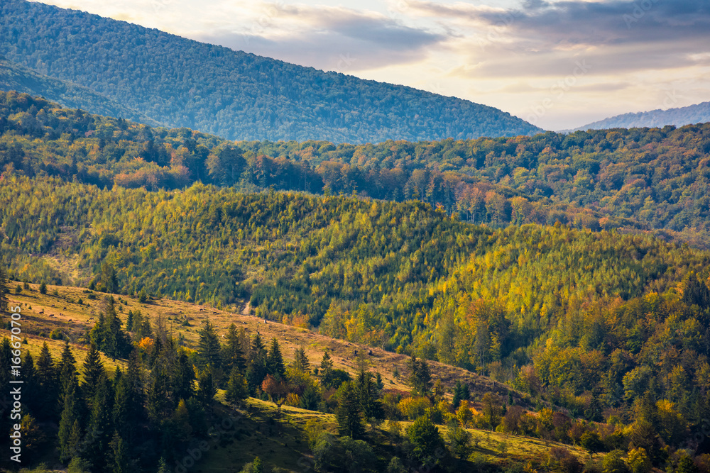 hills of mountain range with forest in autumn