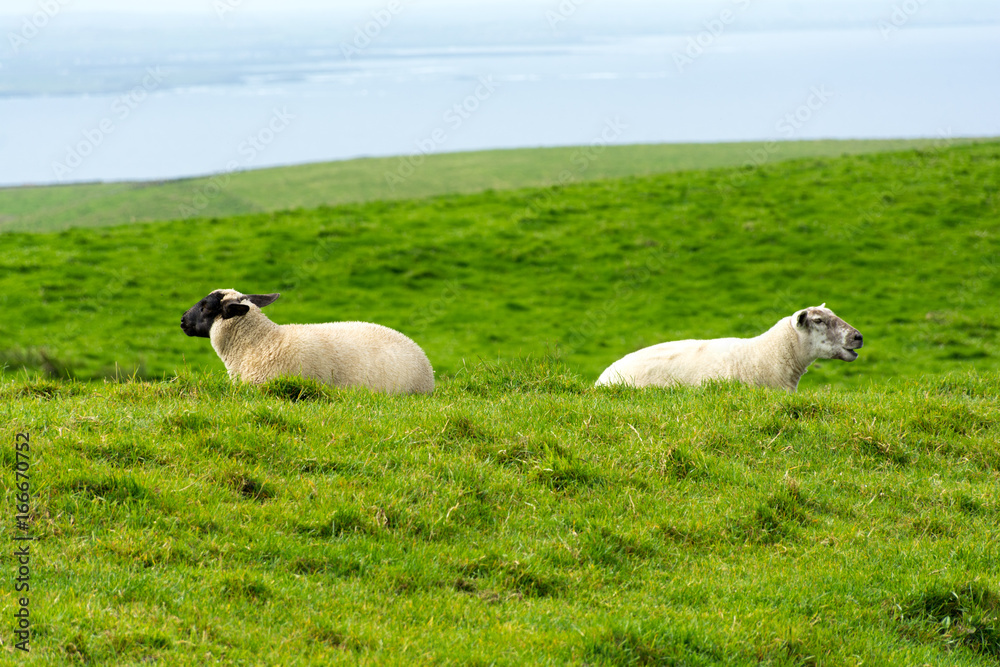 Fototapeta premium Moutons dos à dos