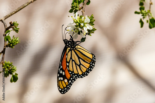 Queen butterfly hanging upside down and feeding on a small white blossom. In Phoenix  Arizona.  