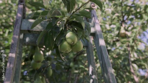 Pears tree in orchard in summer photo