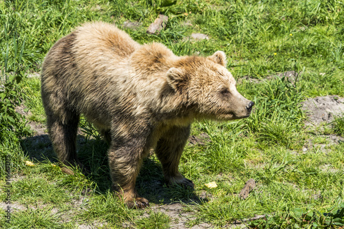 Wallpaper Mural Junger Bär im Gras Torontodigital.ca