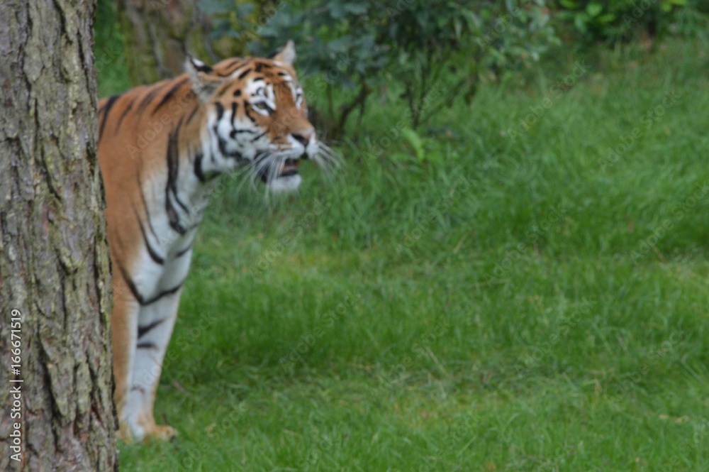 Naklejka premium Tiger