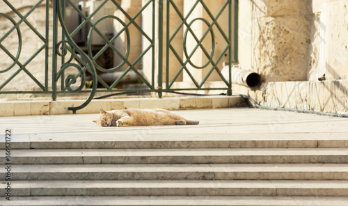 Yellow nice cat relaxing in Barraka garden, Valletta, Malta © renatados