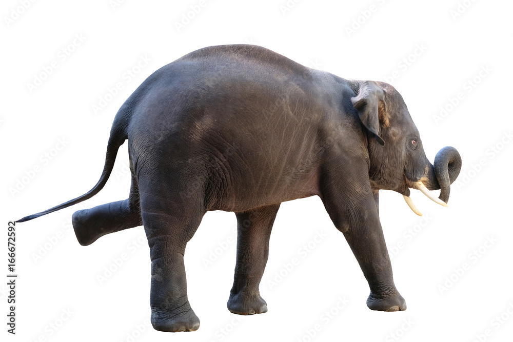 Obraz premium Elephant on white background with clipping path