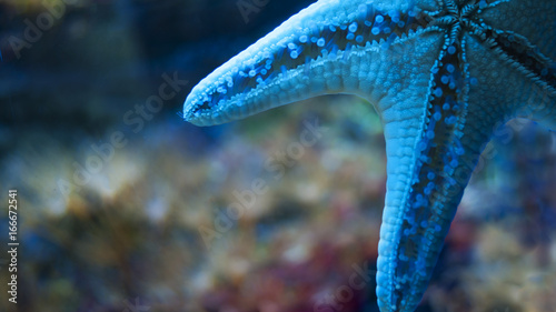 starfish