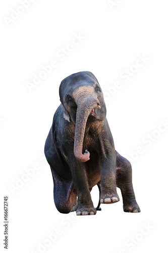 Elephant on white background with clipping path