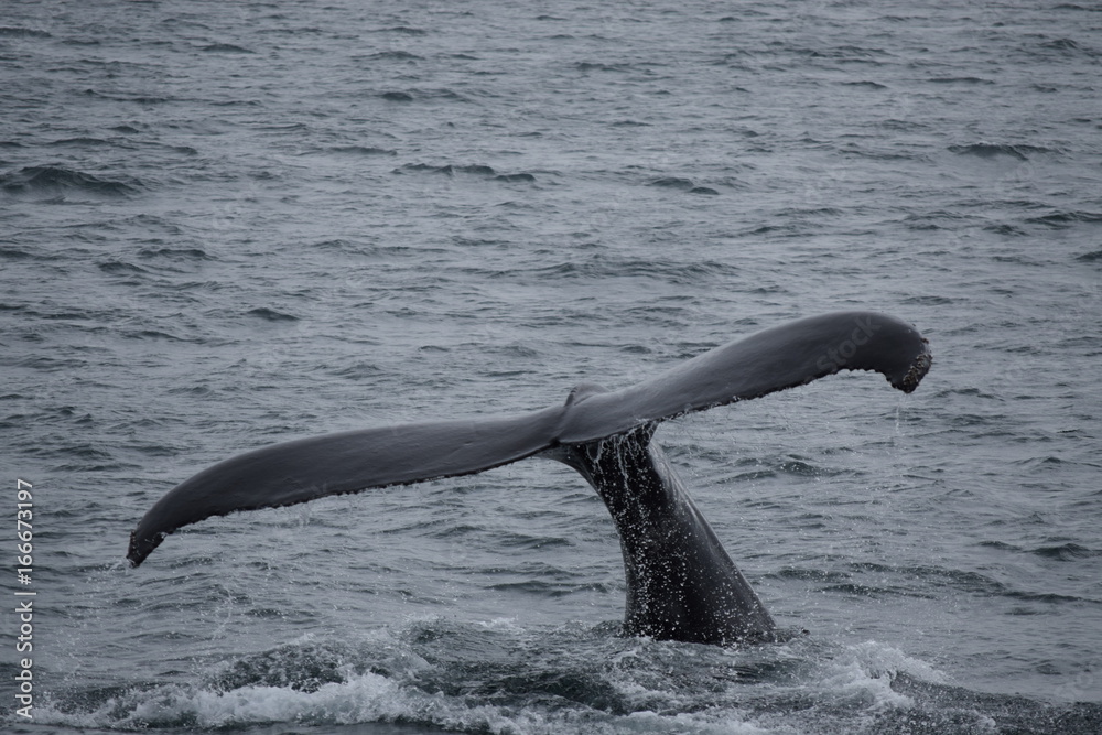 Obraz premium Whale's tail