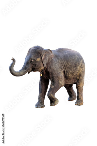 Elephant on white background with clipping path © sahachat