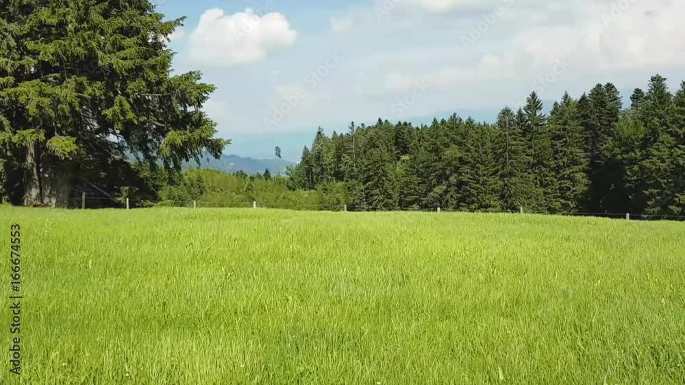 Der Wind weht durch eine Wiese in den Schweizer Alpen an einem Sommernachmittag