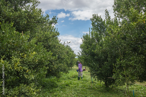 citrus growers © kukiat