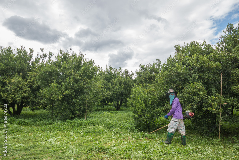 citrus growers