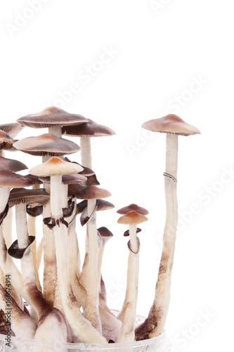 Psylocybin magic mushrooms isolated.