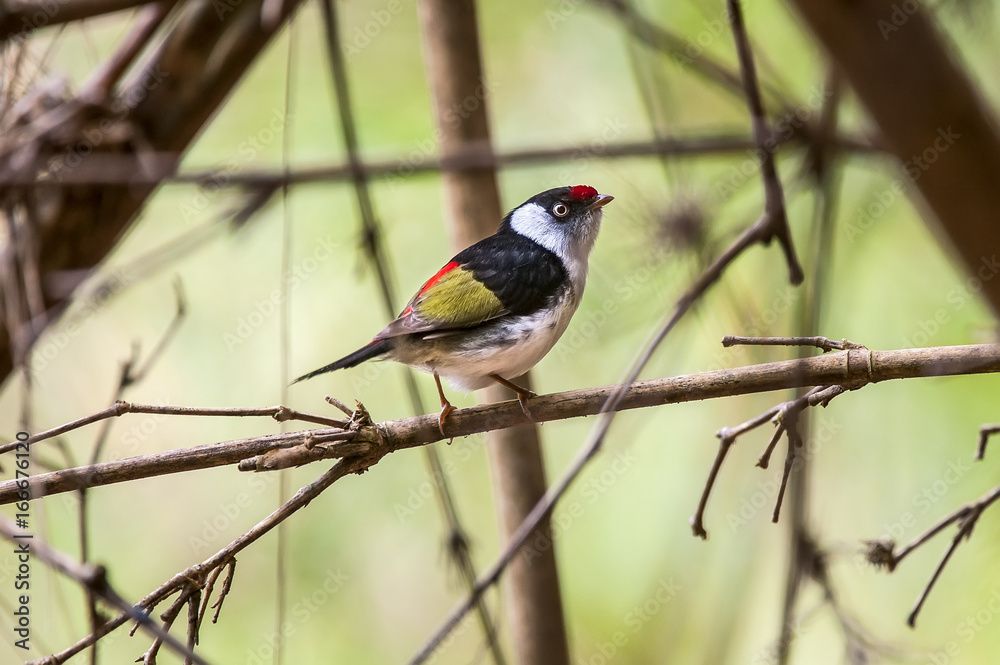 Fototapeta premium Pin-tailed Manakin (Ilicura militaris)