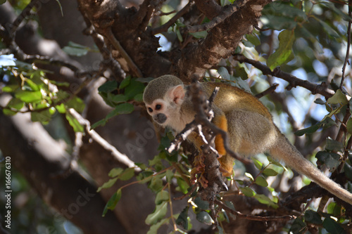 Photography Cute little monkey climbing