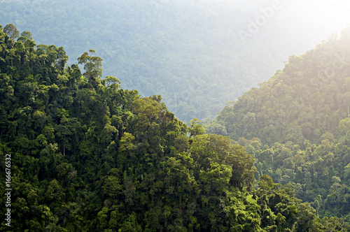 Tropical Rainforest Mountains Complete Full of green trees.