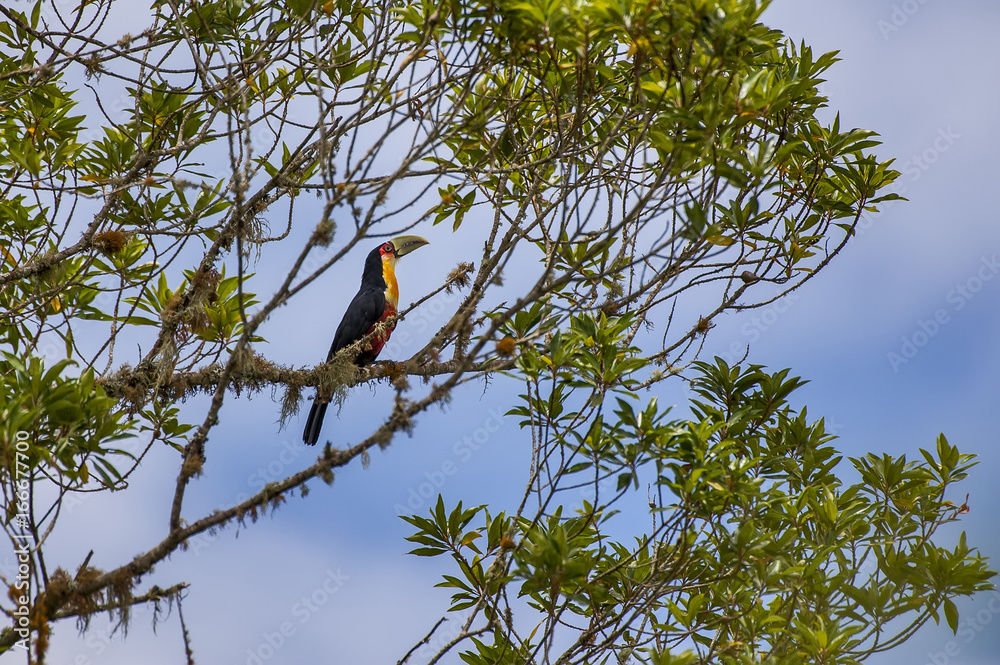 Fototapeta premium Toucan