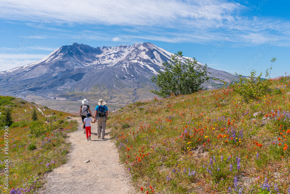 The breathtaking views of the volcano and amazing valley of flowers. Tourists walk along Harry's Ridge Trail. Mount St Helens National Park, South Cascades in Washington State, USA