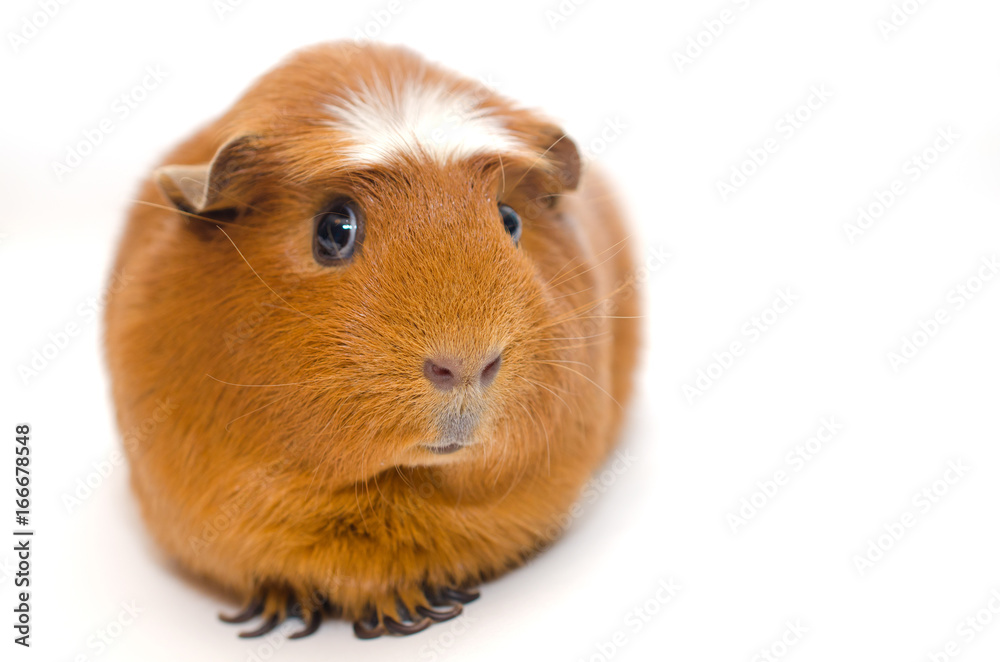 Guinea pig (shallow DOF, selective focus on the guinea pig nose), with copy space on the right Guinea pig (shallow DOF, selective focus on the guinea pig nose), with copy space on the right