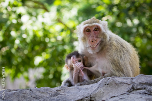 Image of mother monkey and baby monkey on nature background. Wild Animals. © yod67