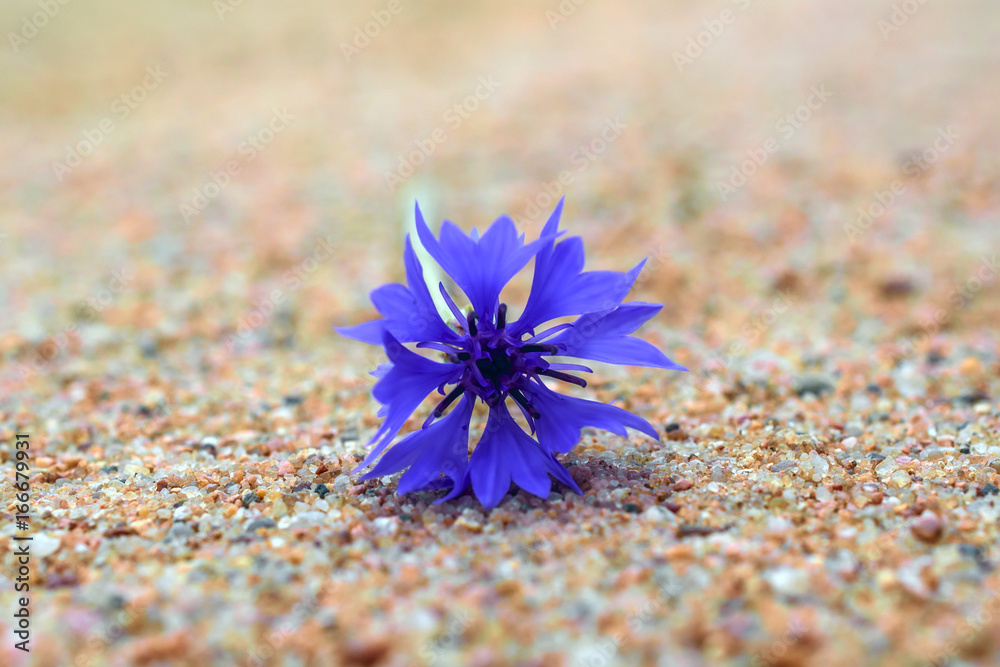 Flower cornflower macro 