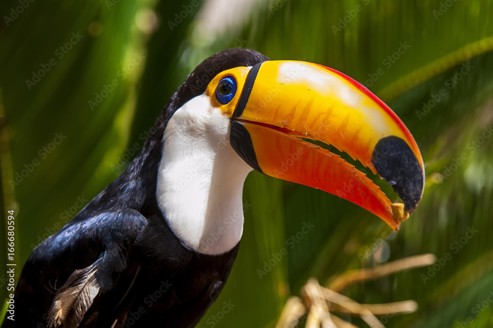 Obraz premium Toucan