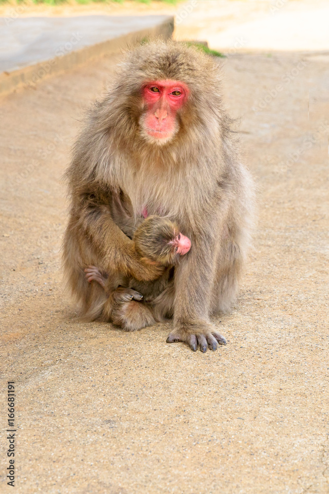 Macaca fuscata mother monkey holding and cuddling her cub baby at Iwatayama Monkey Park of Arashiyama town in Kyoto prefecture, Japan. vertical shot. Macaca fuscata mother monkey holding and cuddling her cub baby at Iwatayama Monkey Park of Arashiyama town in Kyoto prefecture, Japan. vertical shot.