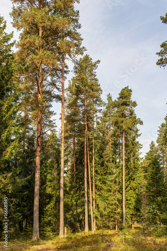 coniferous forest in early autumn