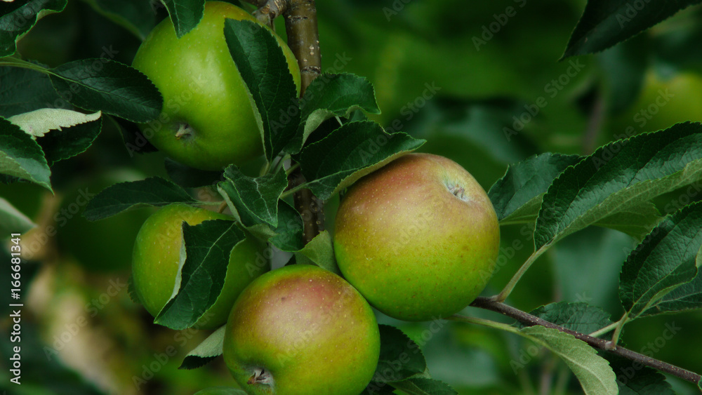 リンゴ果樹園 