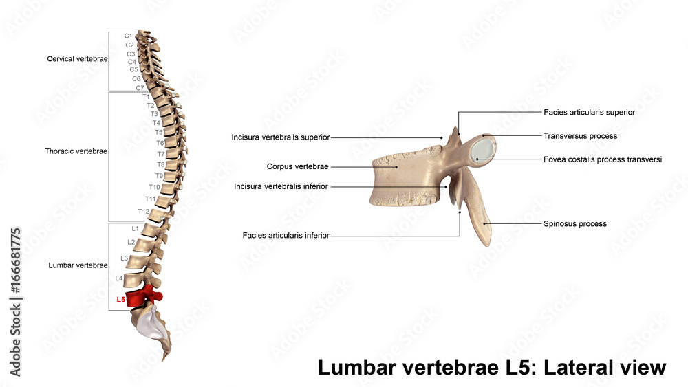Lumbar vertebrae L5_Lateral view Stock Photo | Adobe Stock