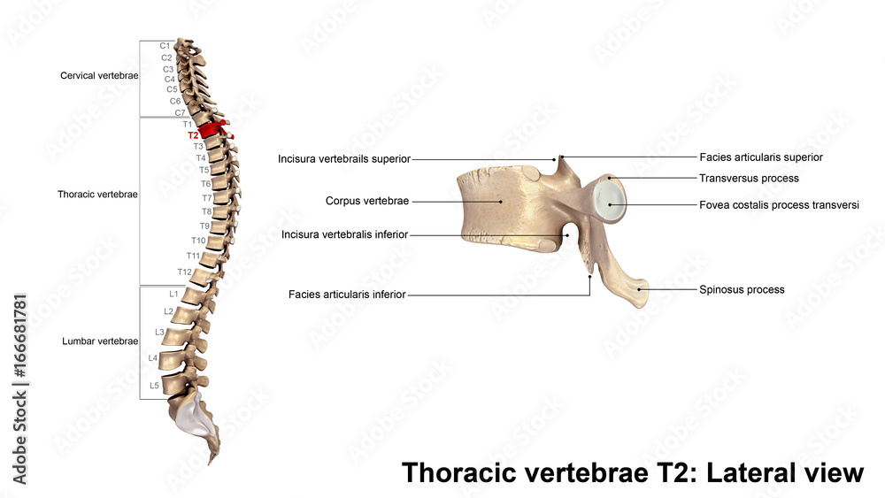 Thoracic vertebrae T2_Lateral view Stock Photo | Adobe Stock