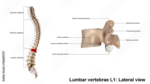 Lumbar vertebrae L1_Lateral view