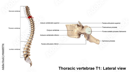 Thoracic vertebrae T1_Lateral view photo