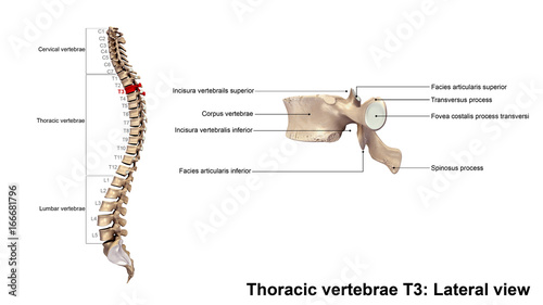 Thoracic vertebrae T3_Lateral view