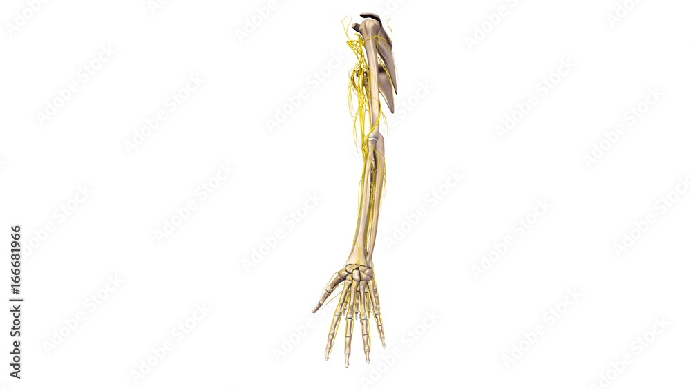 Upper limbs with nerves lateral view