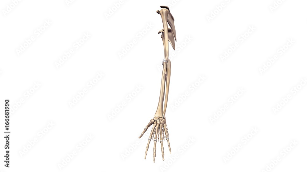 Upper limbs lateral view.
