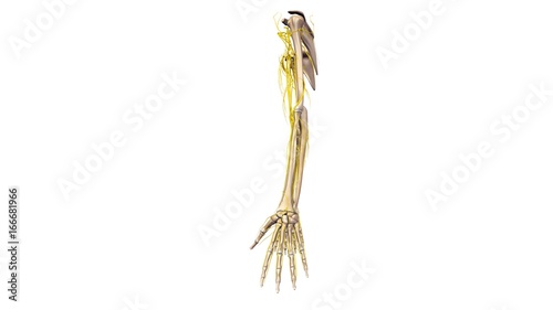 Upper limbs with nerves lateral view