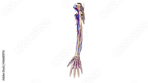 Upper limbs with blood vessels lateral view