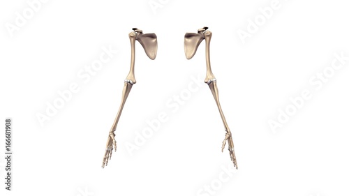 Φωτογραφία Upper limbs anterior view