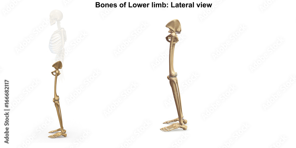 Skeleton_Lower limb_Lateral view Skeleton_Lower limb_Lateral view