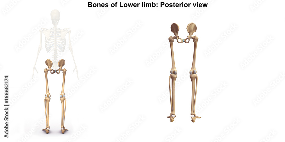 Skeleton_Lower limb_Posterior view Skeleton_Lower limb_Posterior view