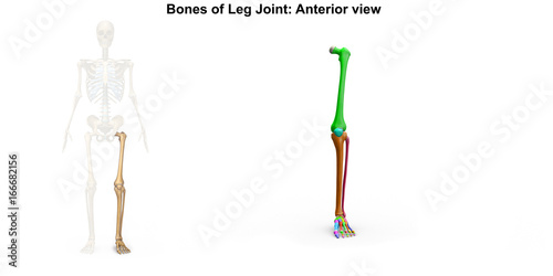 Bones of leg Joints_Anterior view