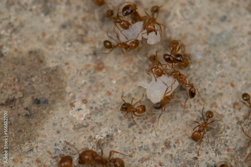 Ants work together to help food. © Tongra