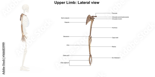 Bones of the upper limb_Lateral view
