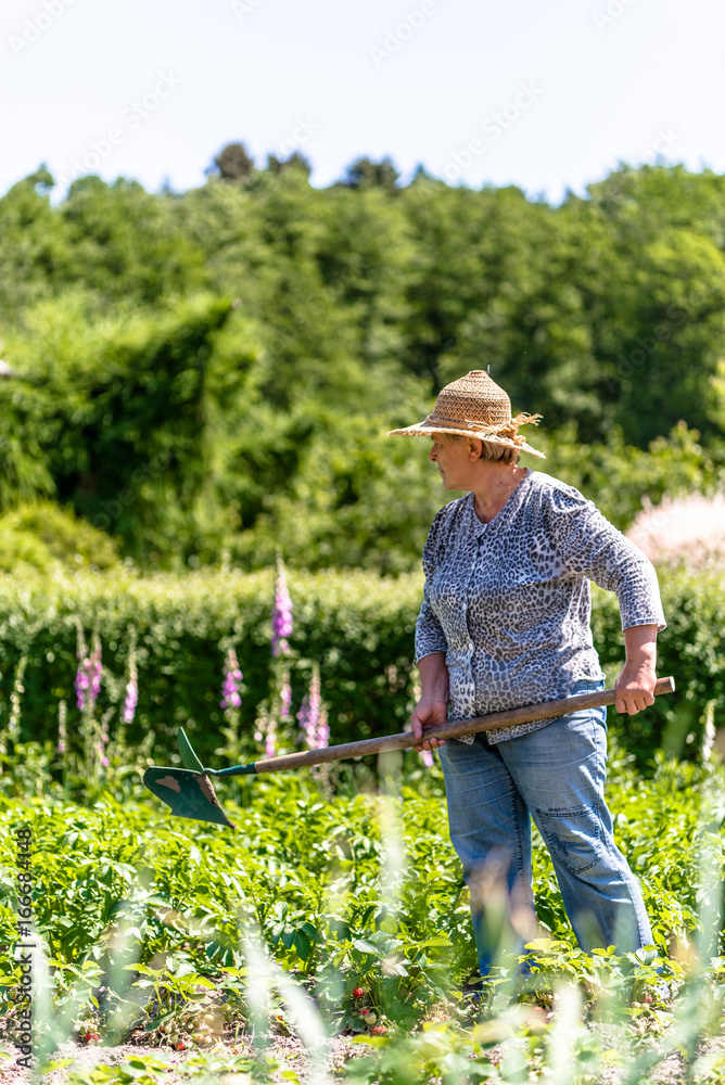 Woman in the garden, farming potatoes in organic farm, work on field or summer gardening Woman in the garden, farming potatoes in organic farm, work on field or summer gardening