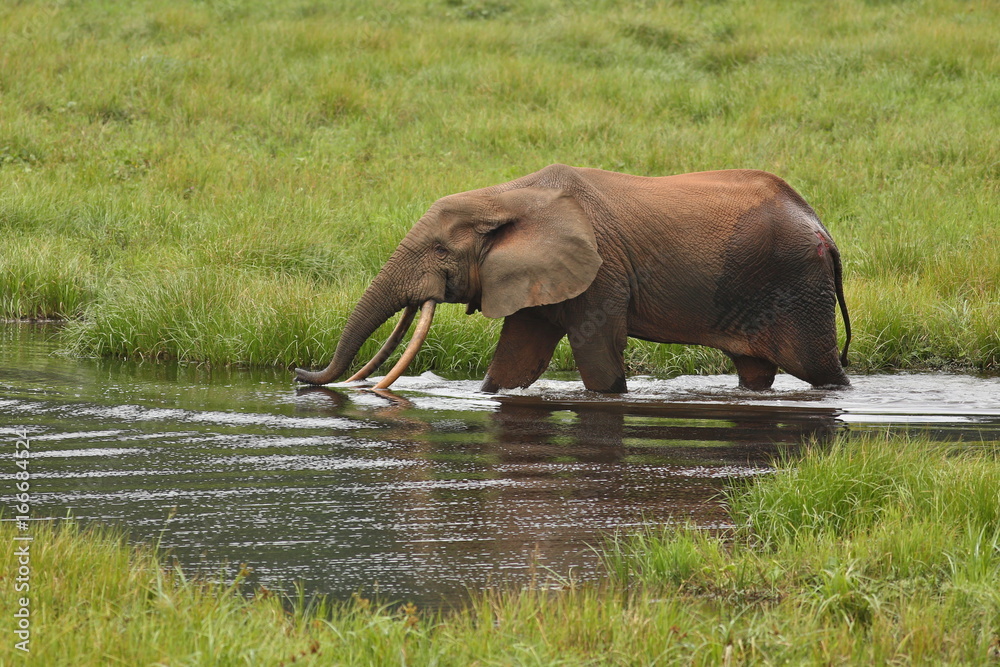 Fototapeta premium African forest elephant in the nature habitat of agreen meadow and water. The Elephant Forest,Loxodonta cyclotis is a small species of elephant living in the tropical rainforest of West Africa.
