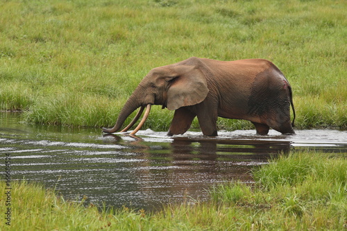 African forest elephant in the nature habitat of agreen meadow and water. The Elephant Forest,Loxodonta cyclotis is a small species of elephant living in the tropical rainforest of West Africa.